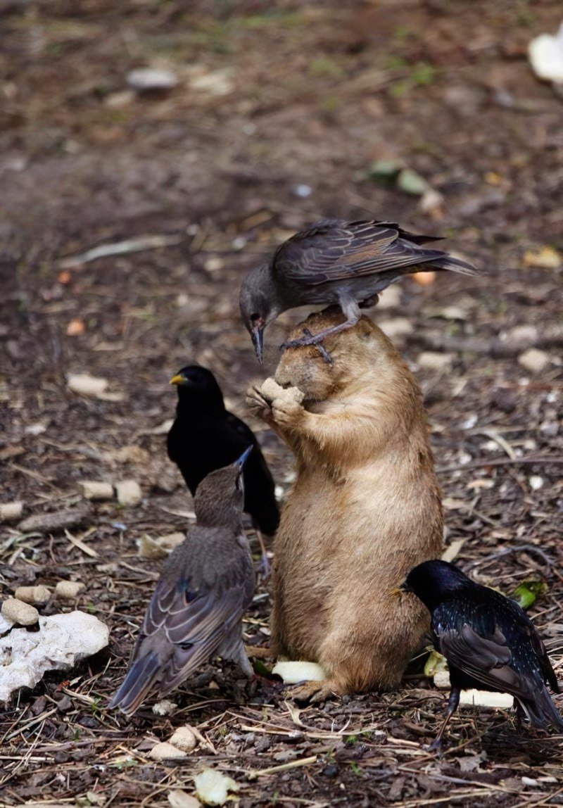 Пьяный Воробей