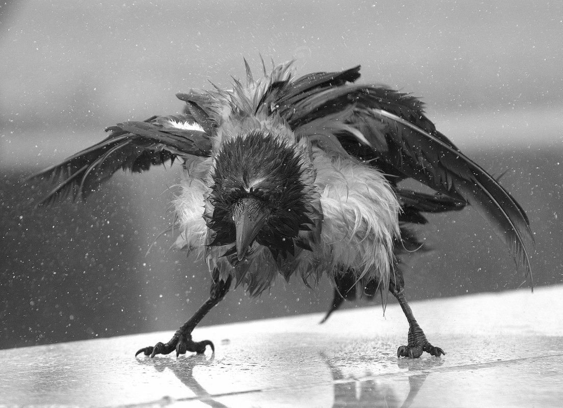 Сумасшедшая Сова