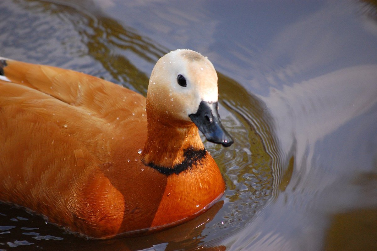 Огарь селезень и утка