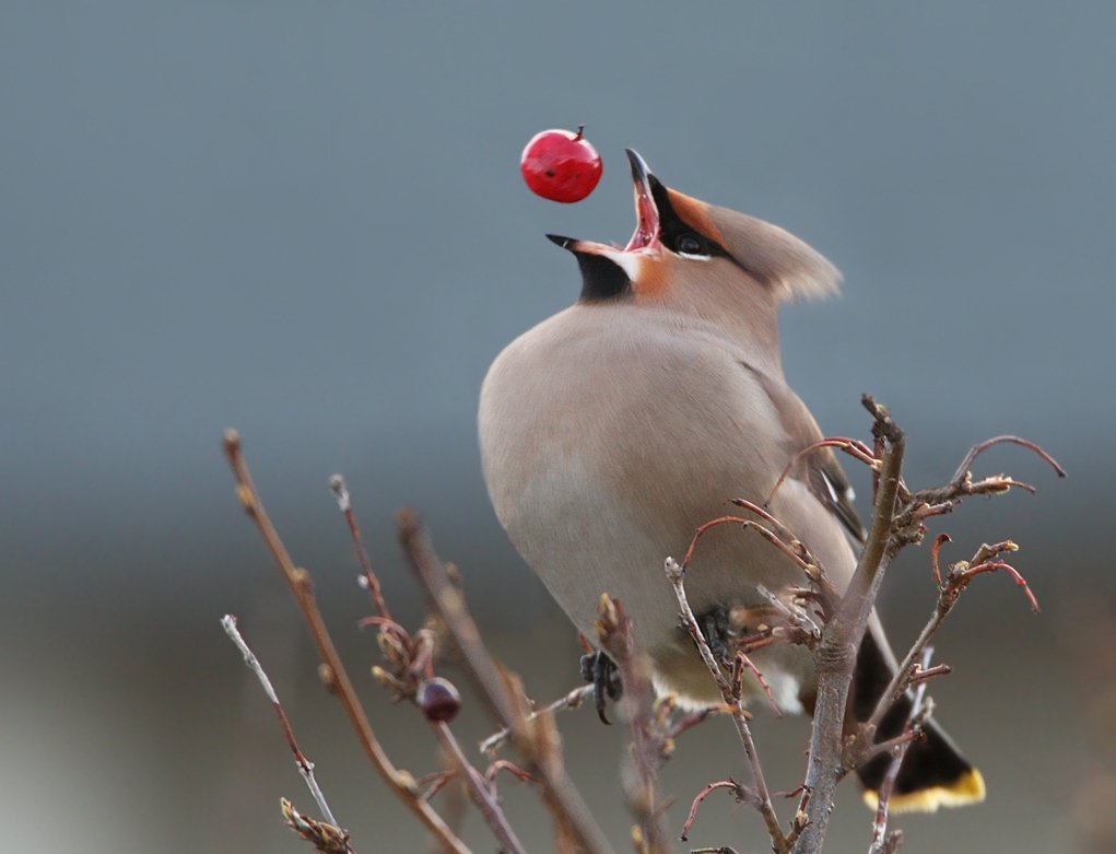 Дрозд с хохолком