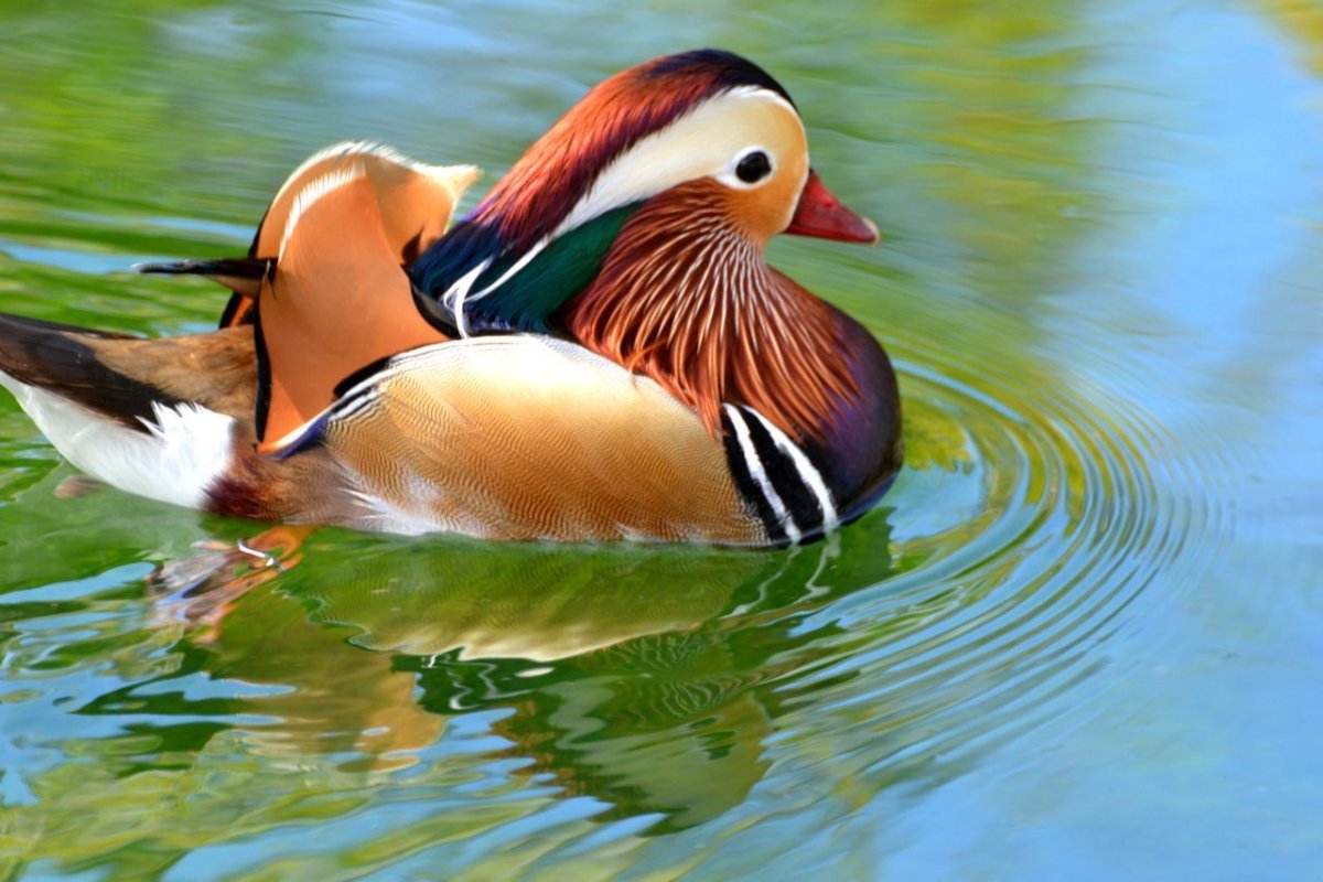 Романтичная утка