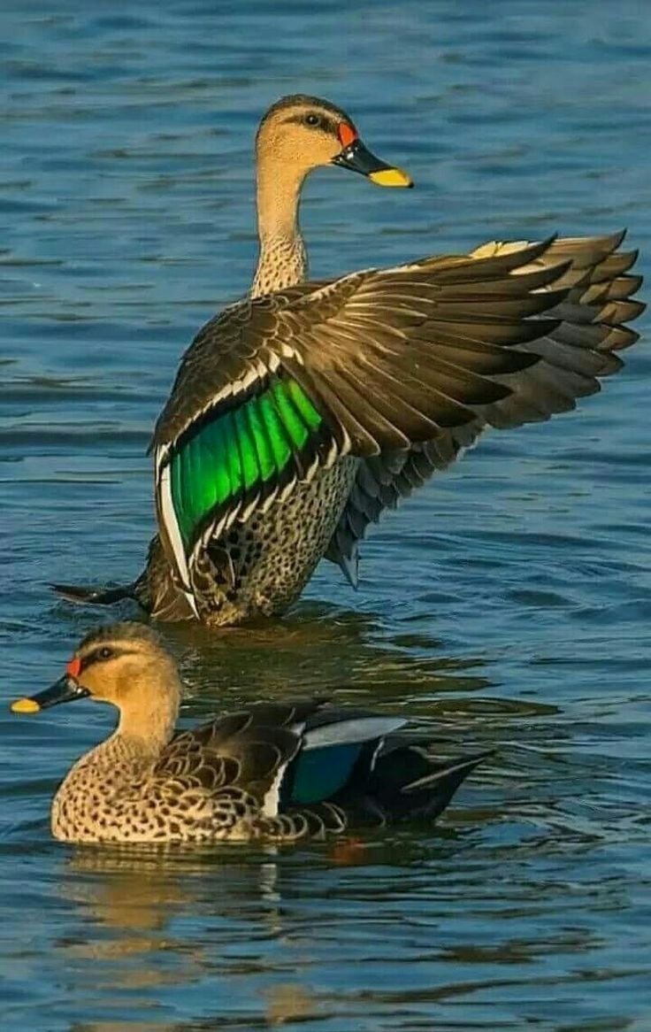 Дикая утка кряква