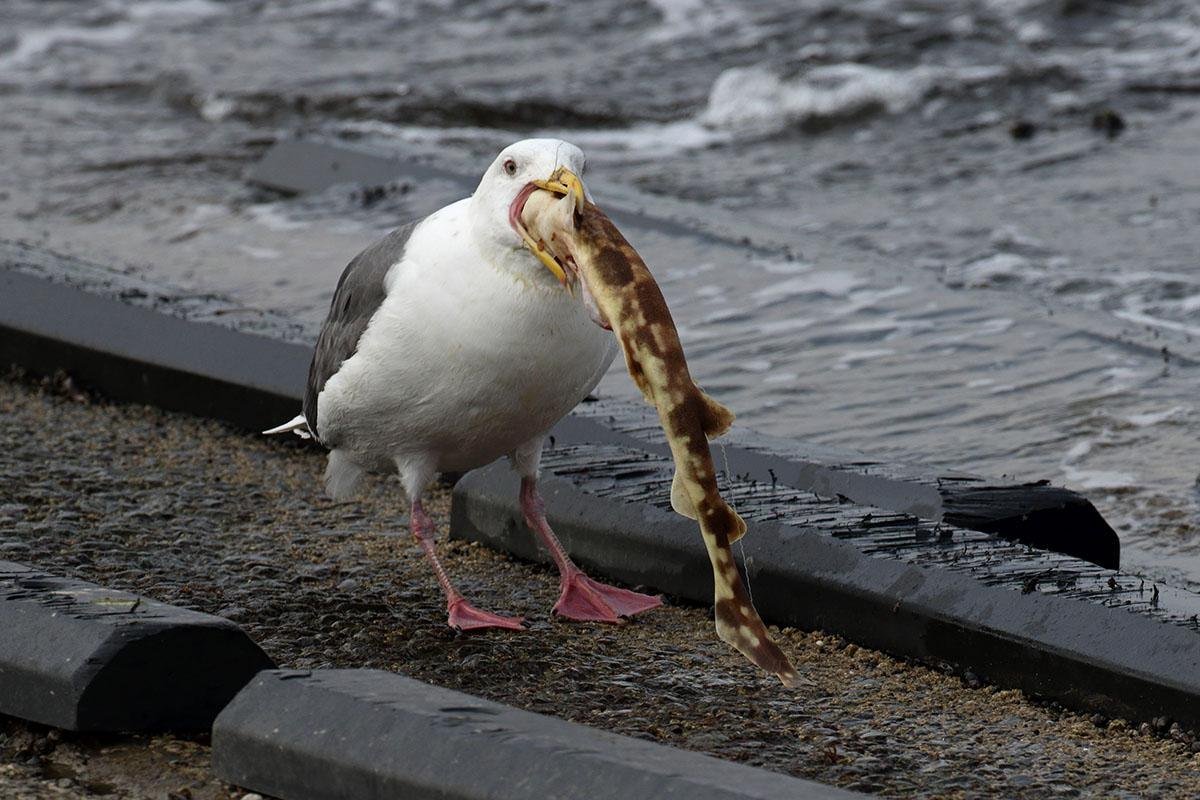 Курящая курица