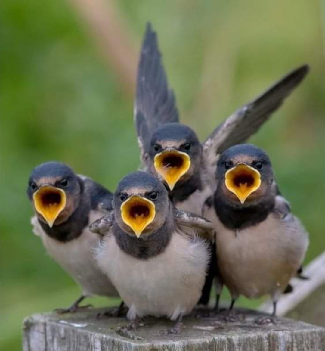 Птицы на дороге