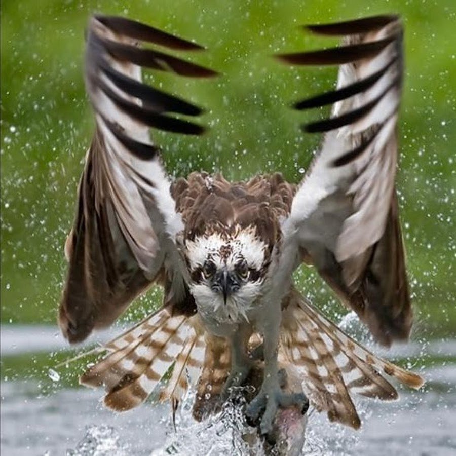 Редкие кадры животных и птиц