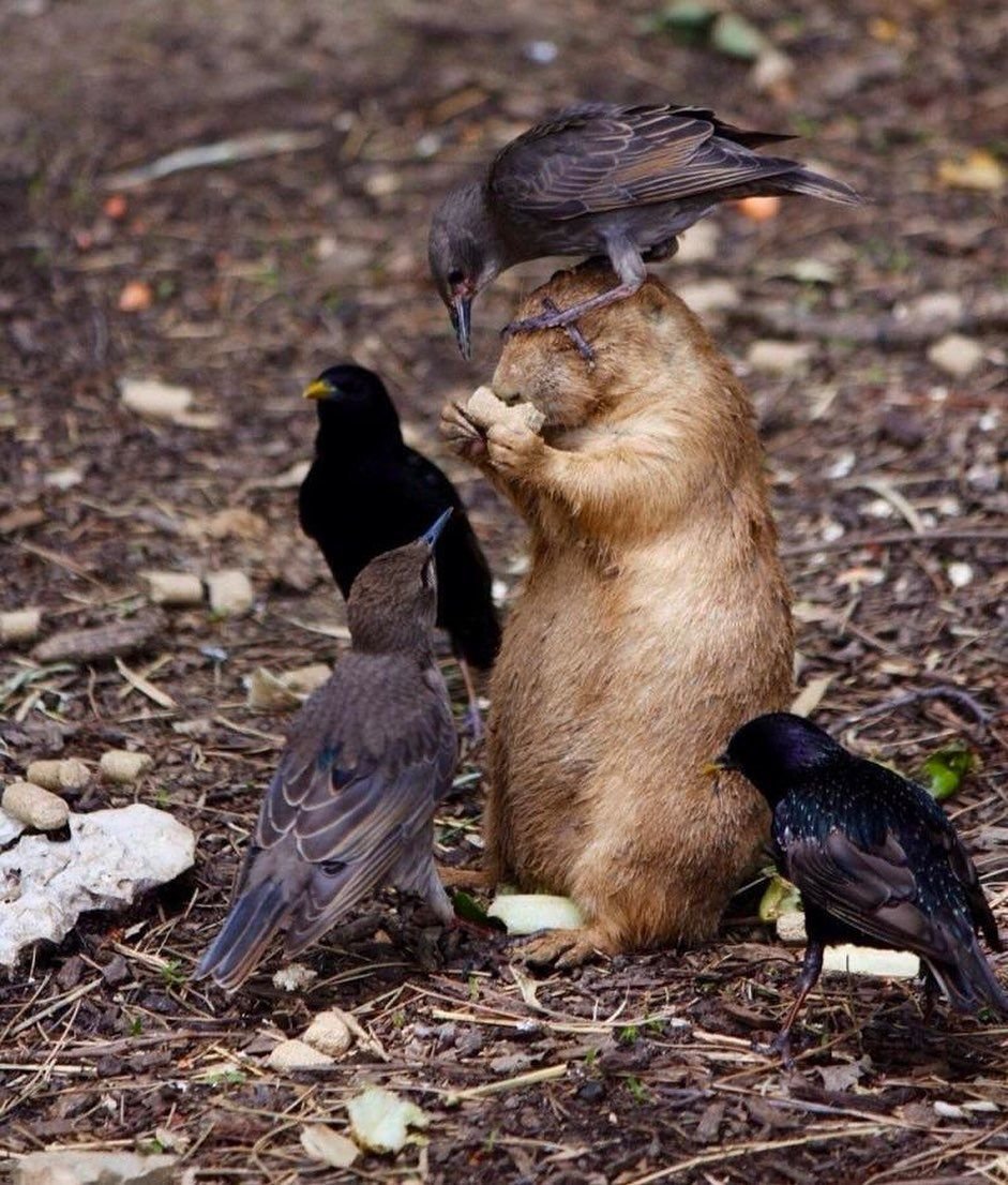 Тупой голубь