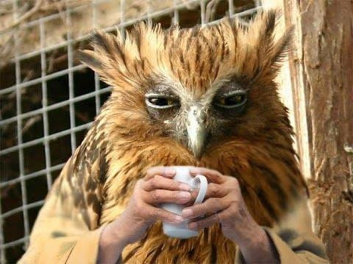 Попугай бухает