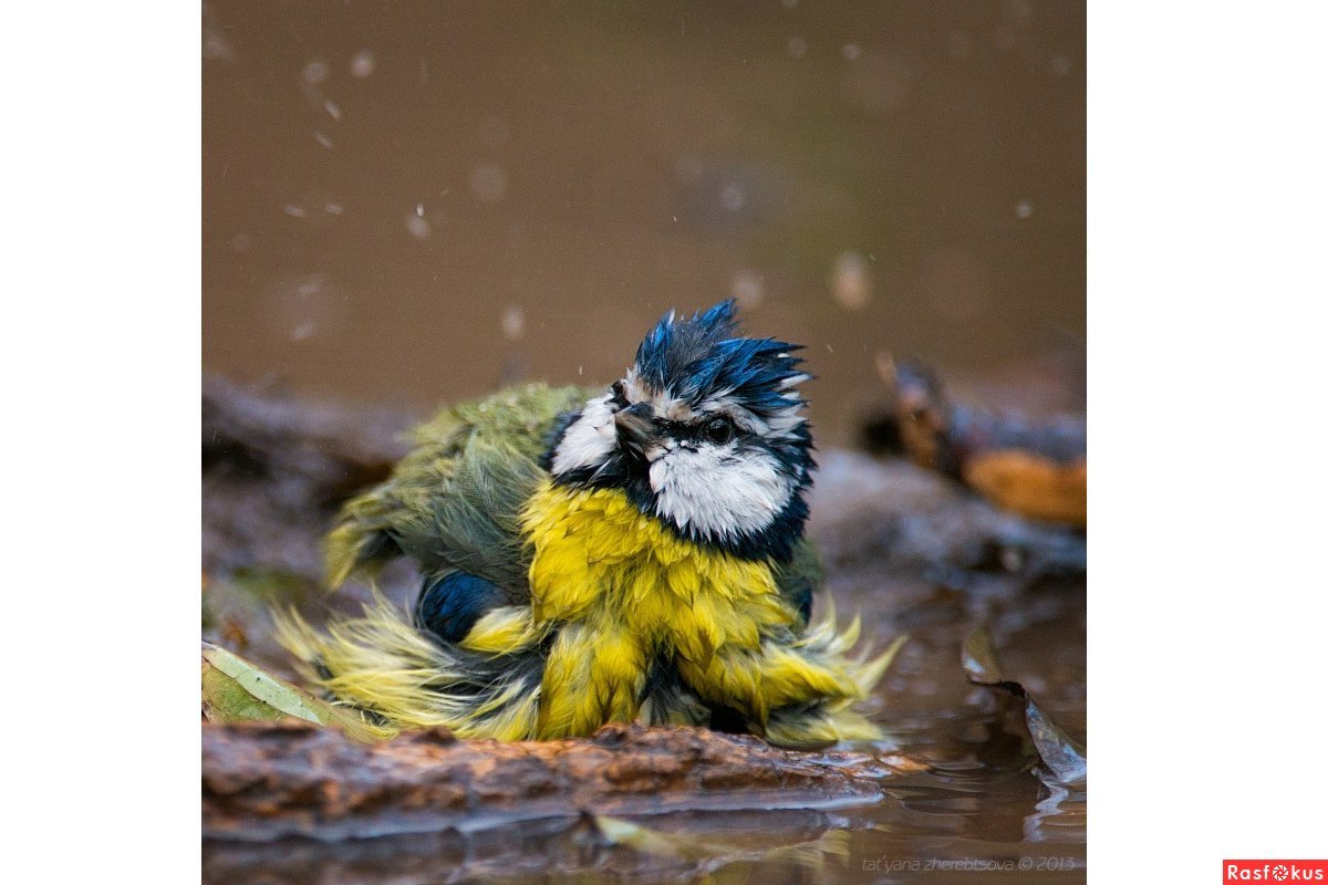 Синица взъерошенная