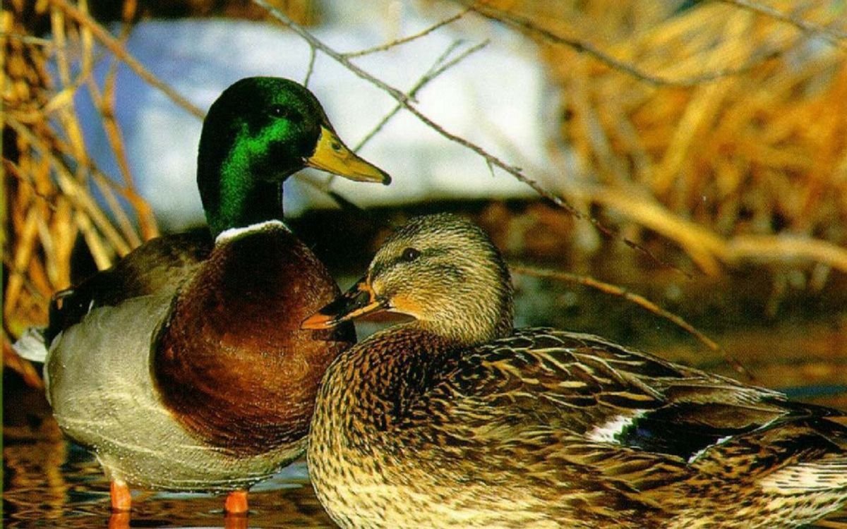 Утка селезень утята