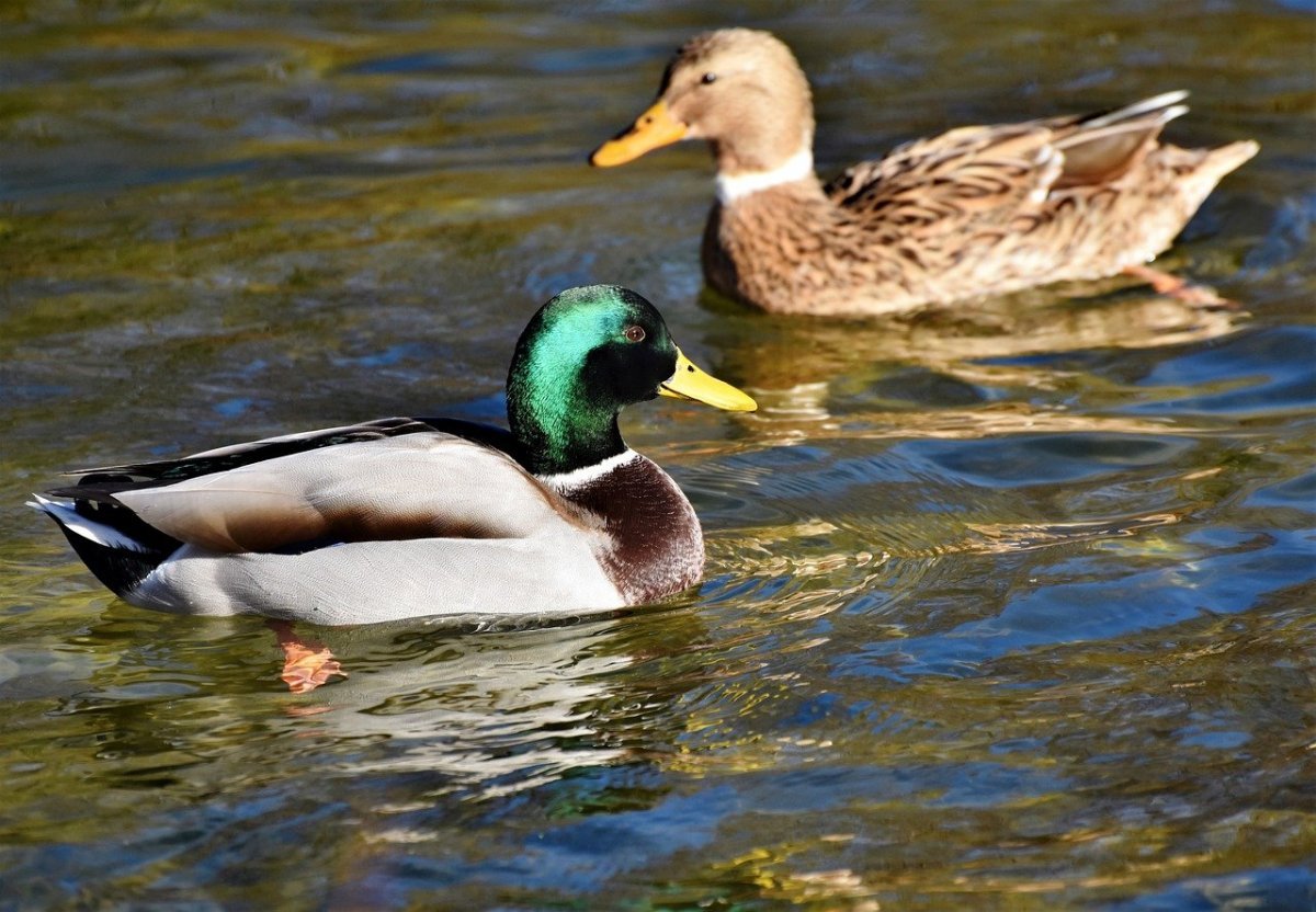 Утка селезень утята