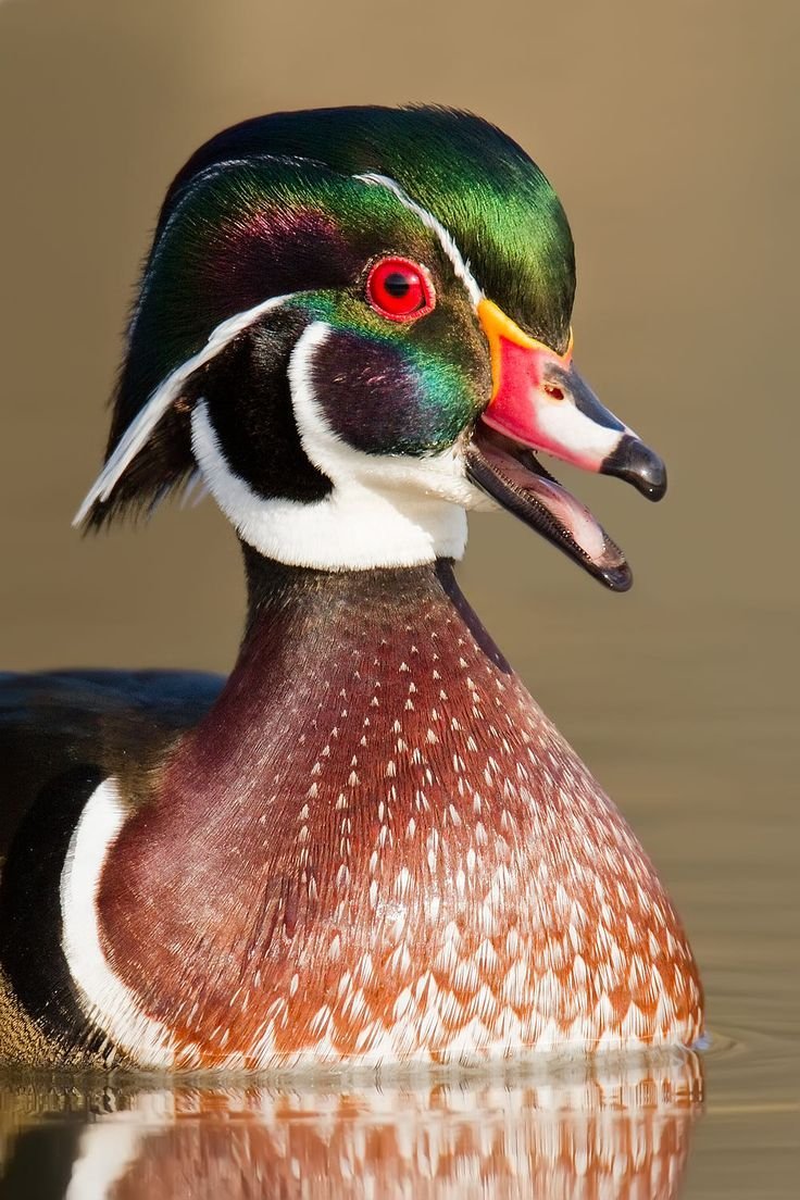 Утка Каролинка