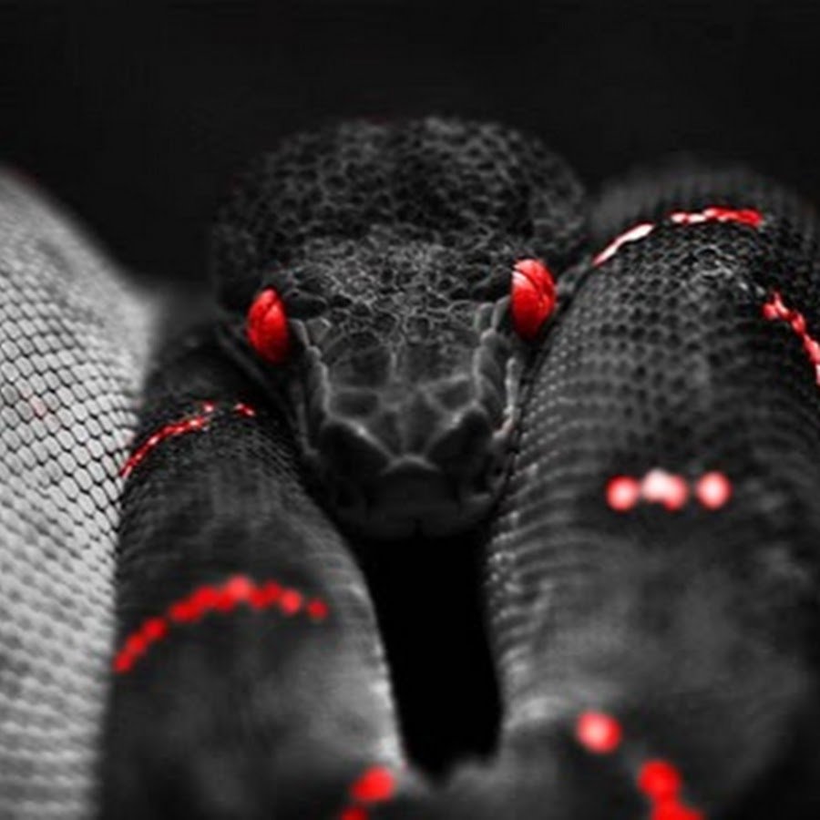 Красно черная змея