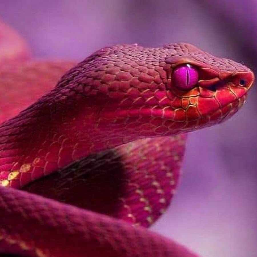 Змея мамба фиолетовая