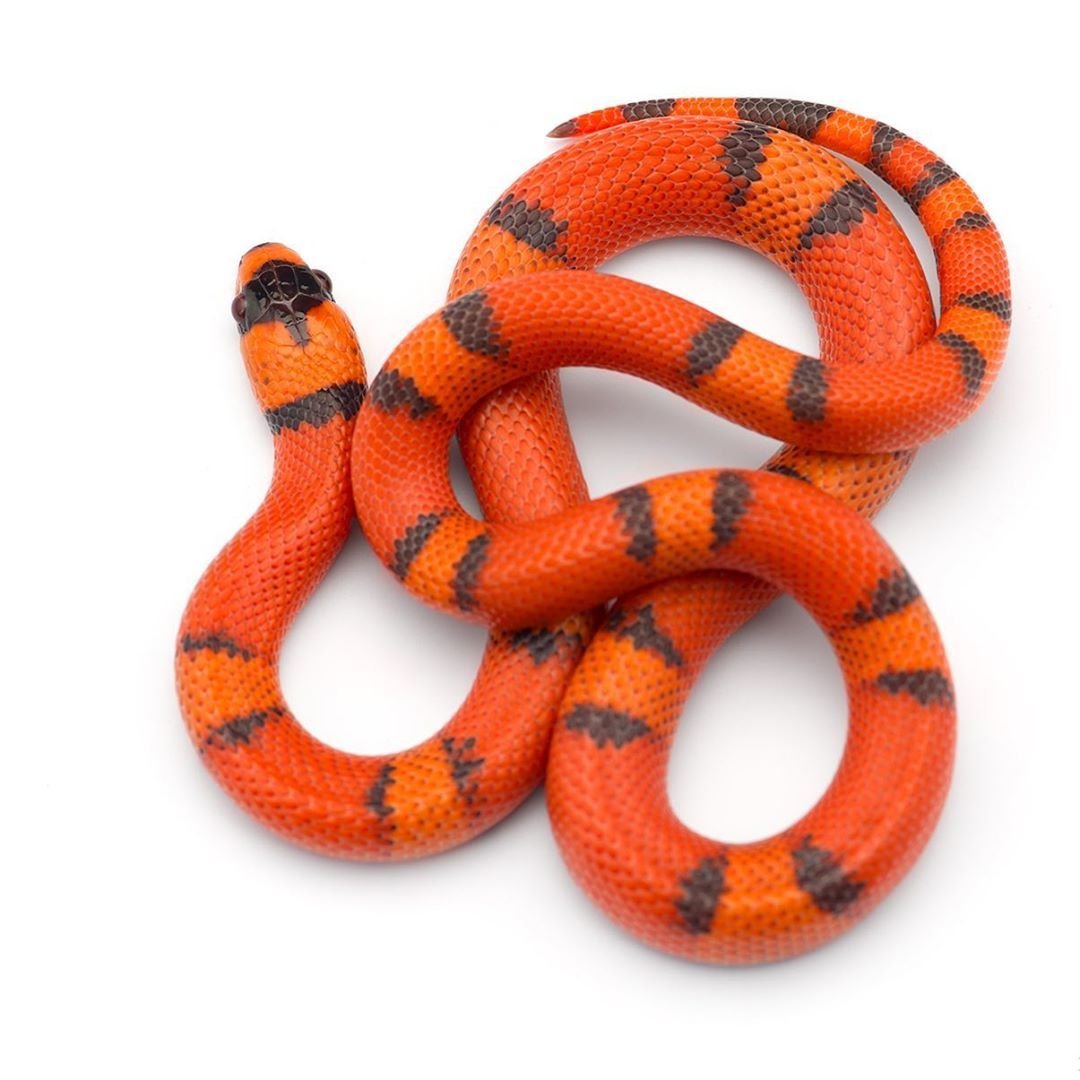 Змейка черно красная