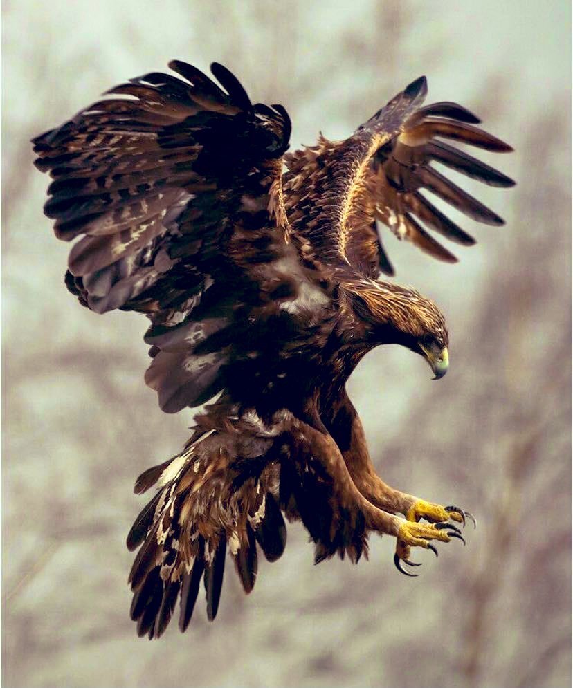 Беркут и Орлан белохвост