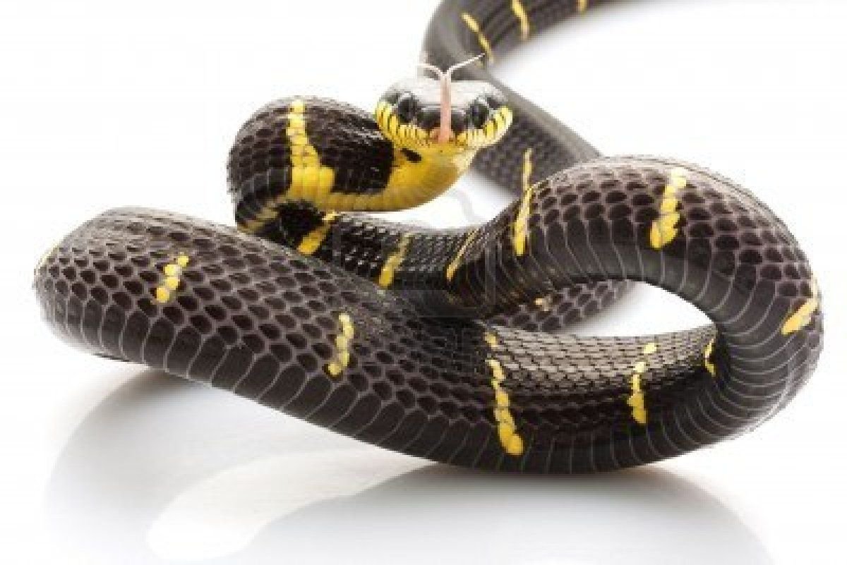 Живые обои змейки