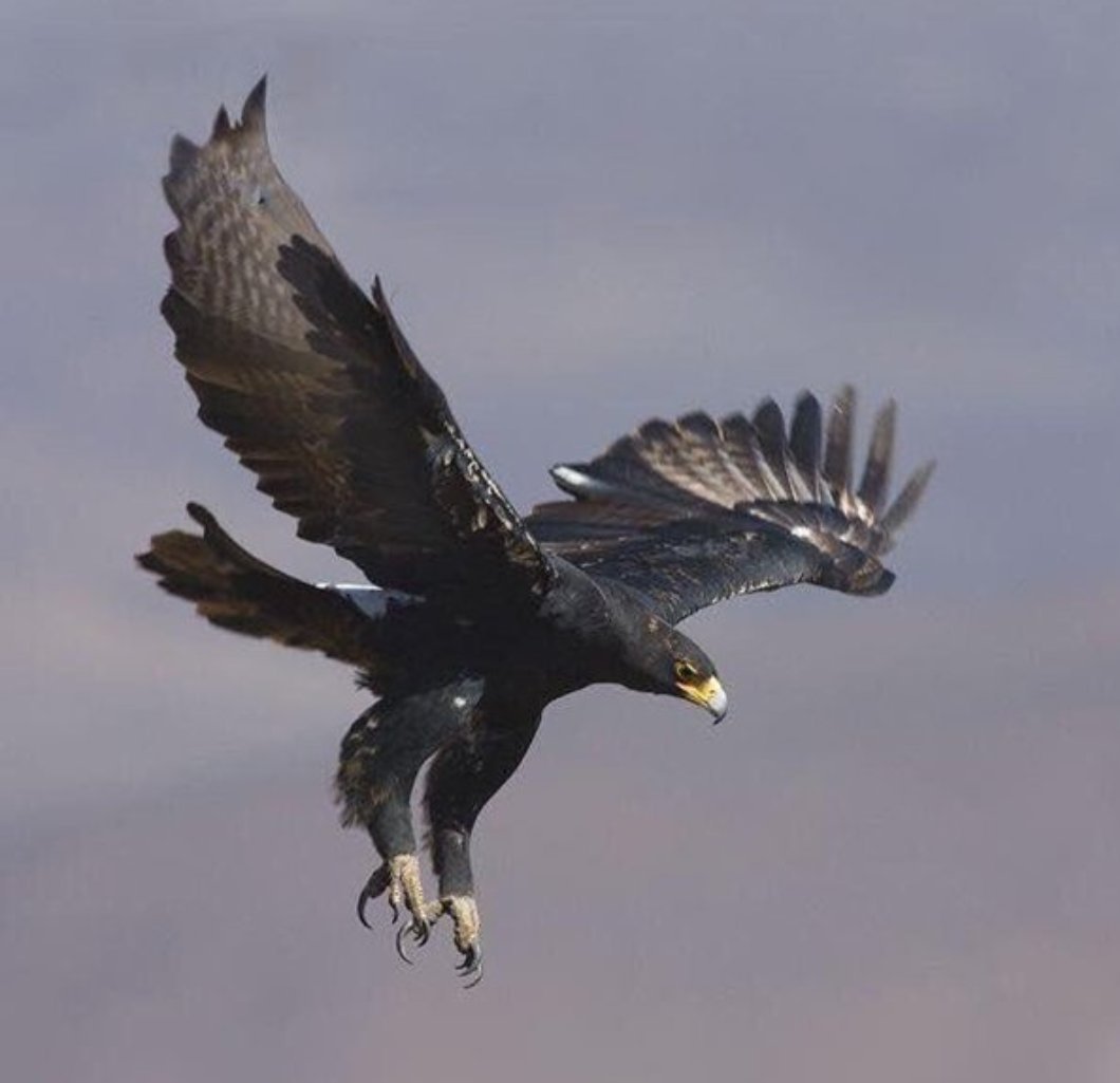 Орлан Орел Коршун