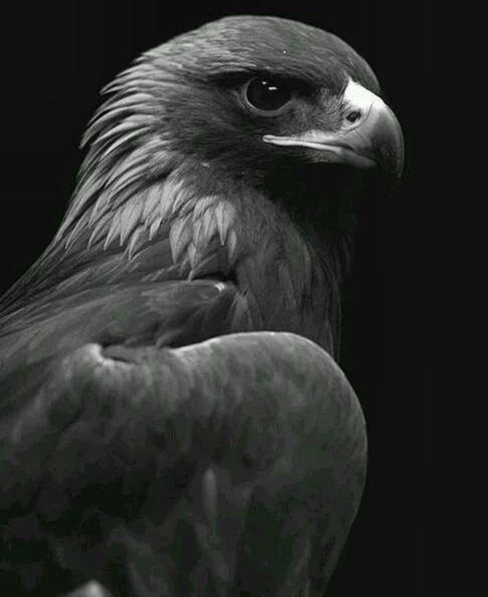 Беркут Сокол ястреб