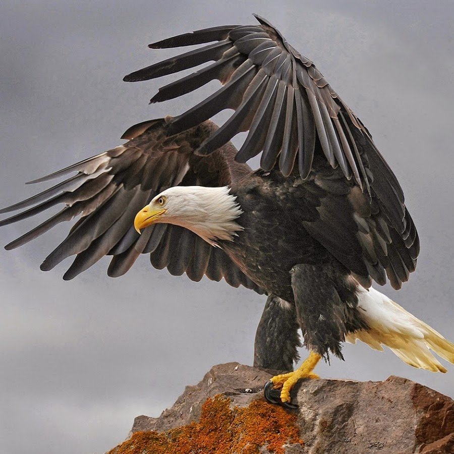 Белоголовый Орлан в чёрном