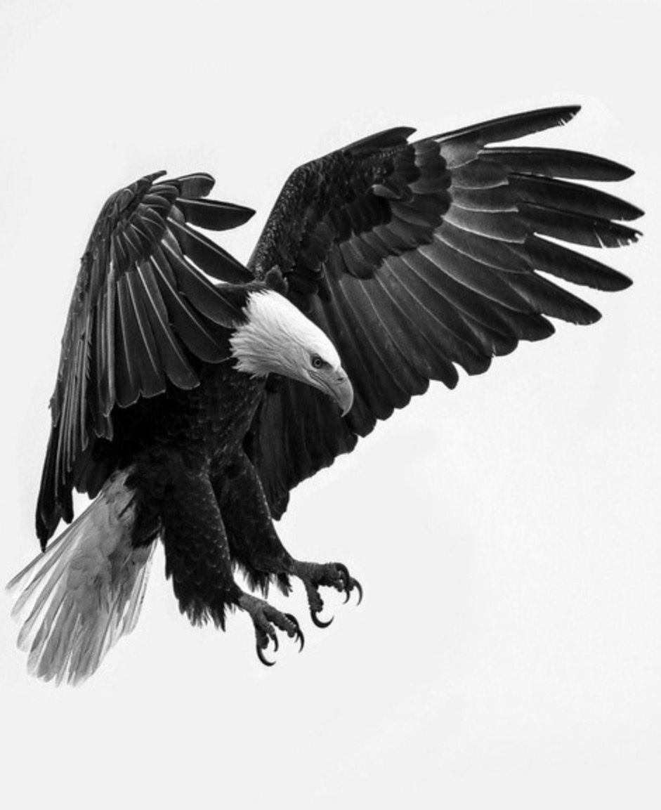 Орлан-белохвост белоголовый