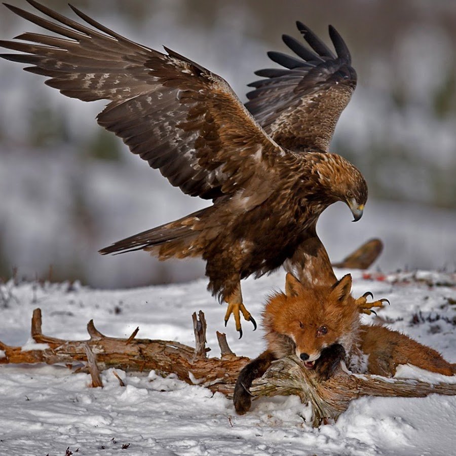 Сокол Беркут