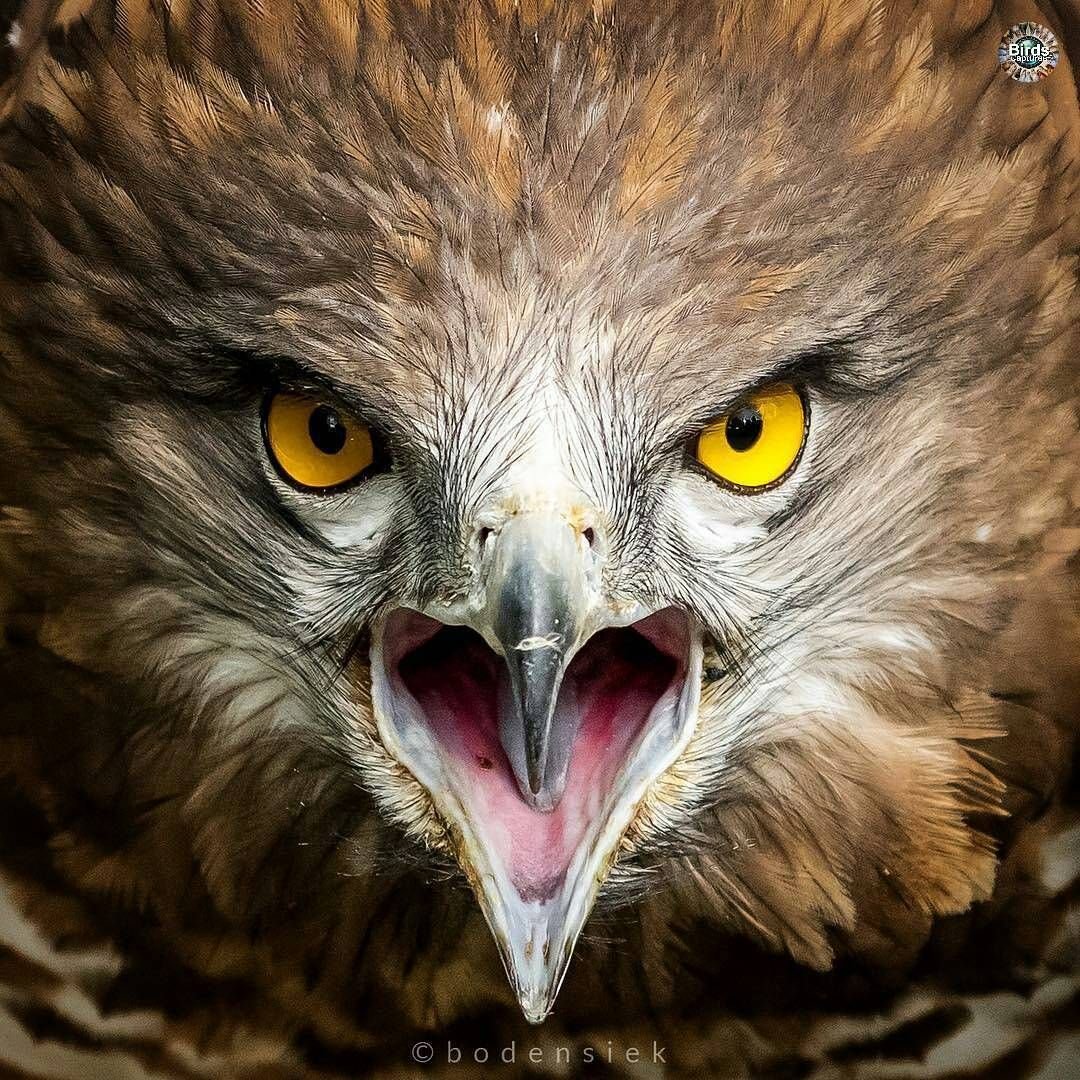 Чёрный Беркут птица