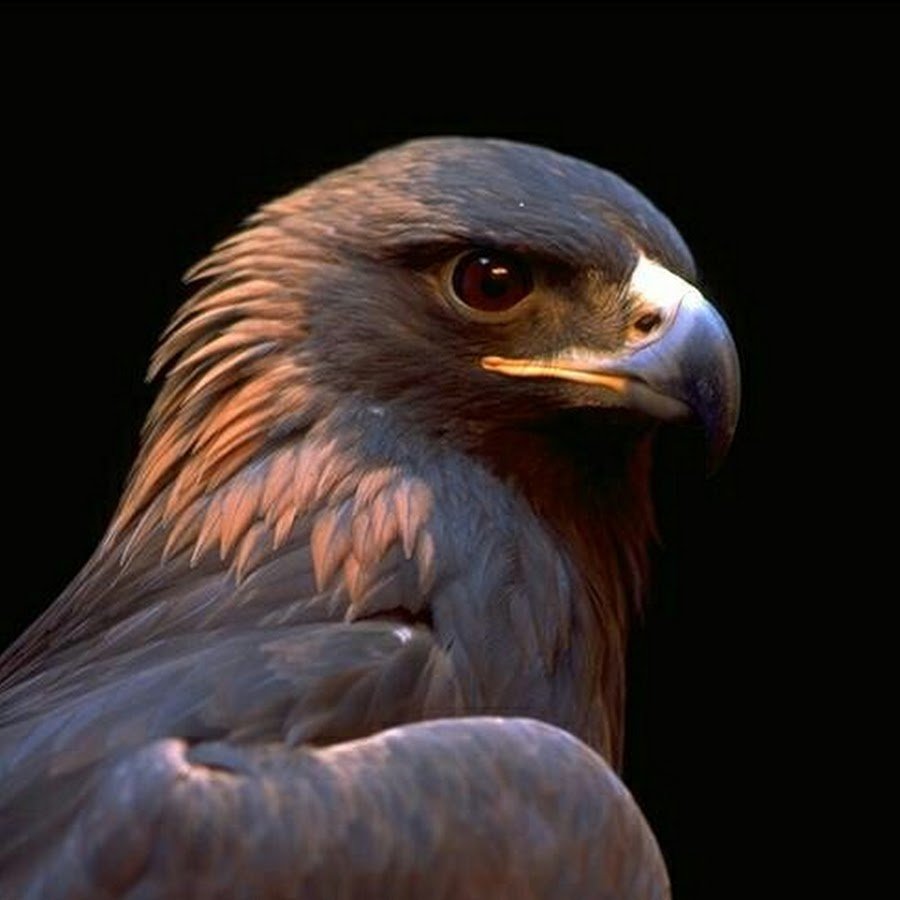 Белоголовый Орлан ареал