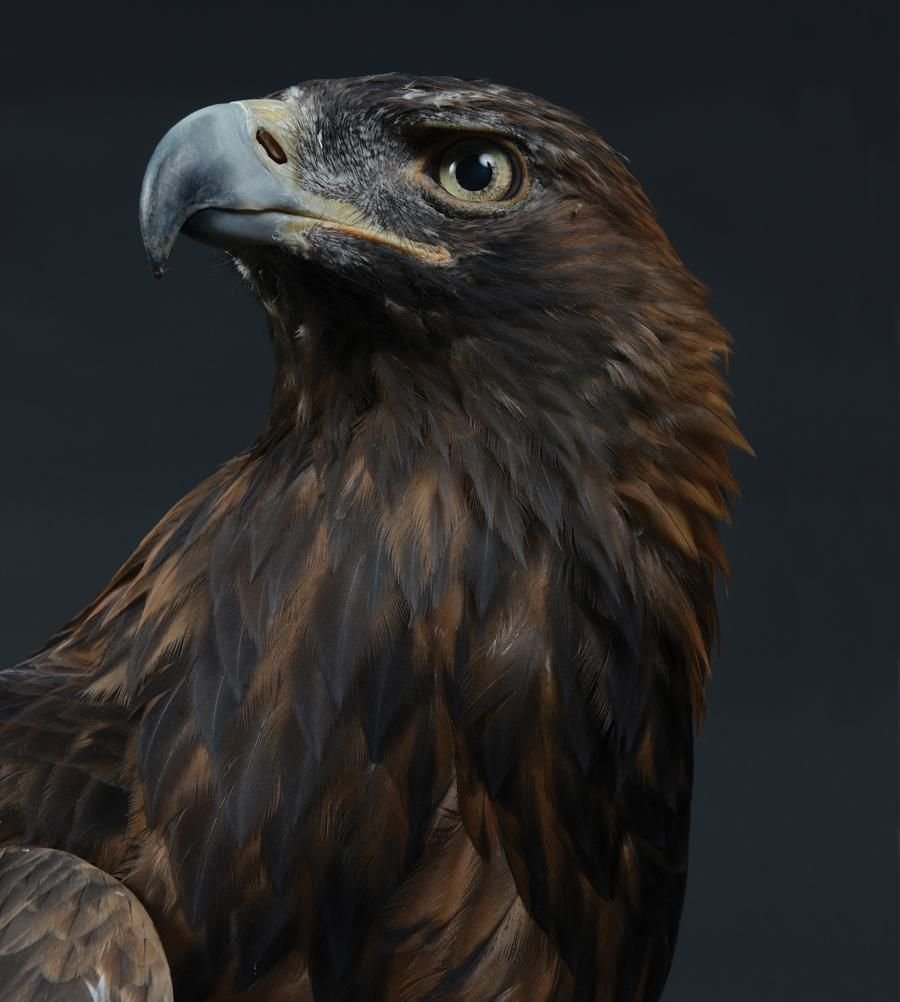 Черный Орел