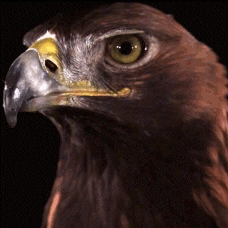 Белоголовый Орлан смешной