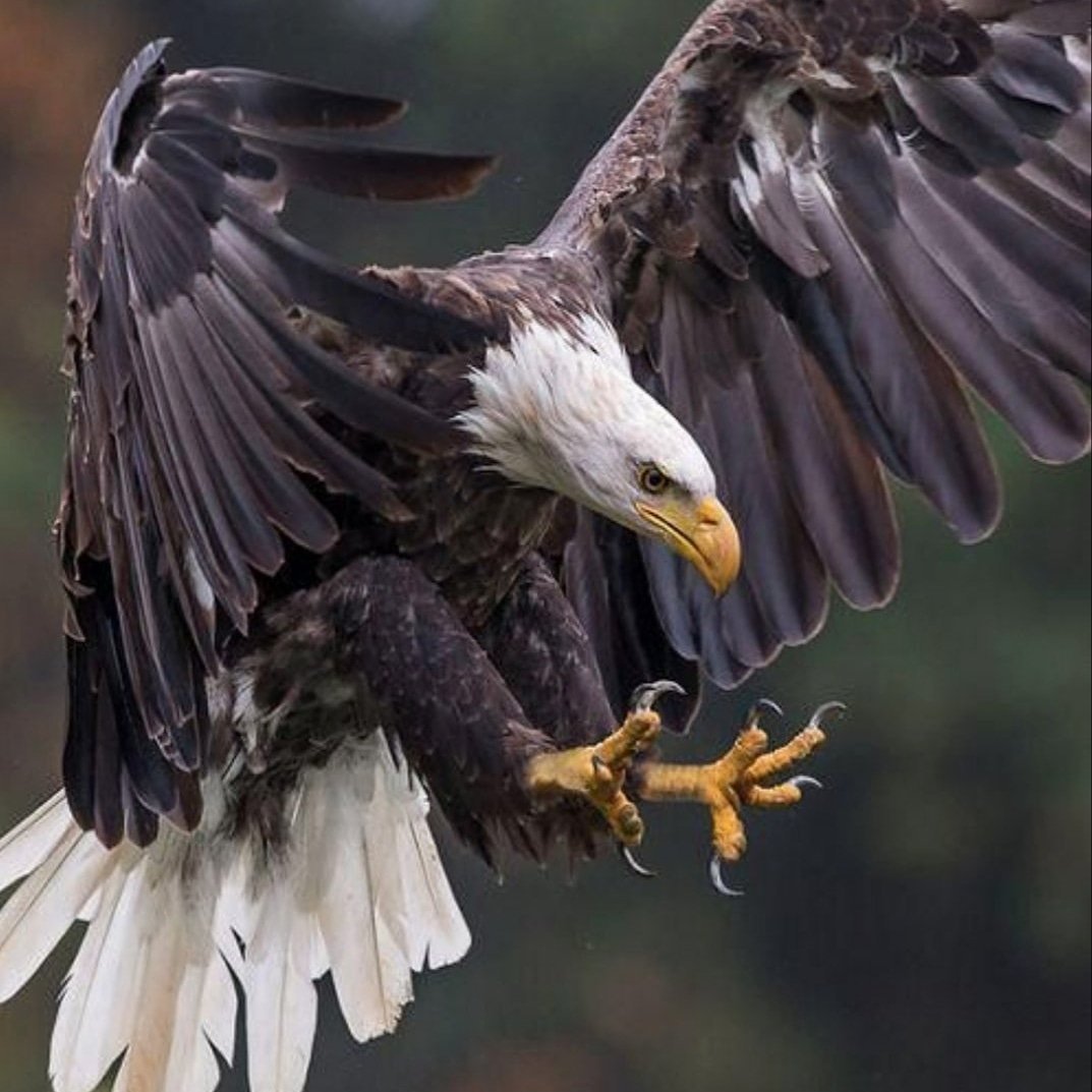 Белоголовый Орлан анфас