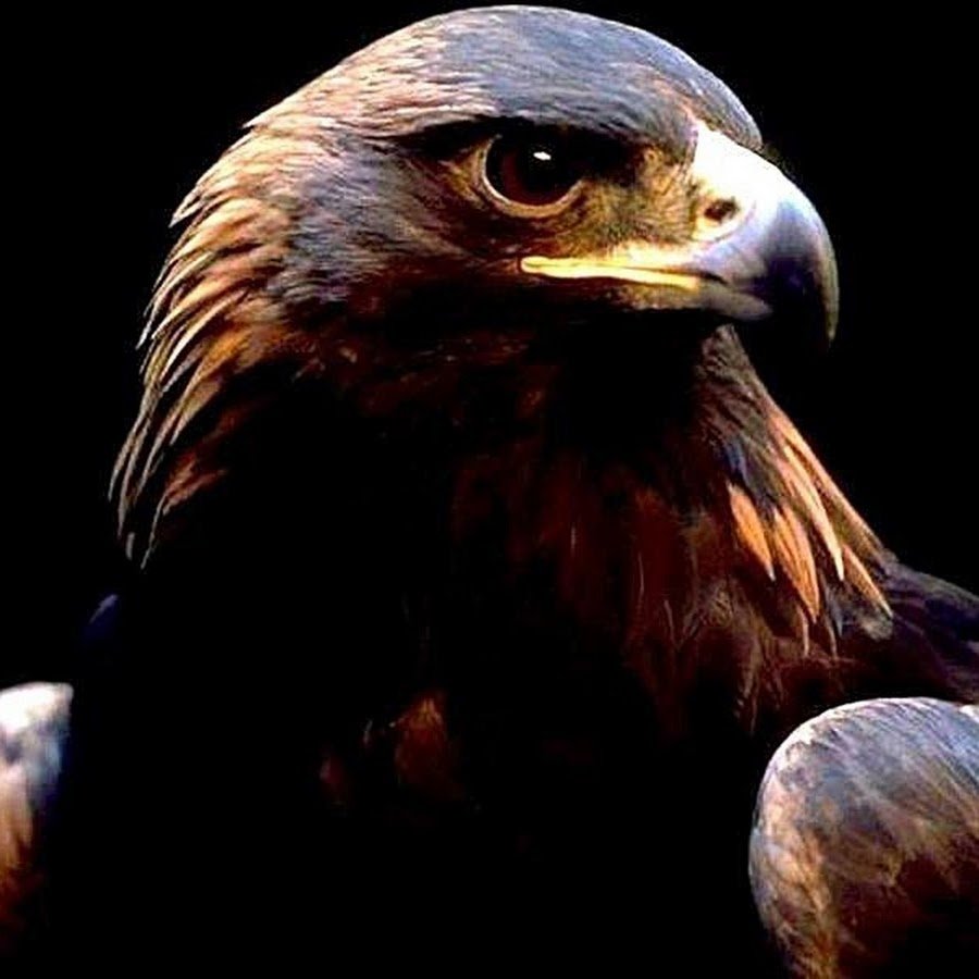 Орел HD обои