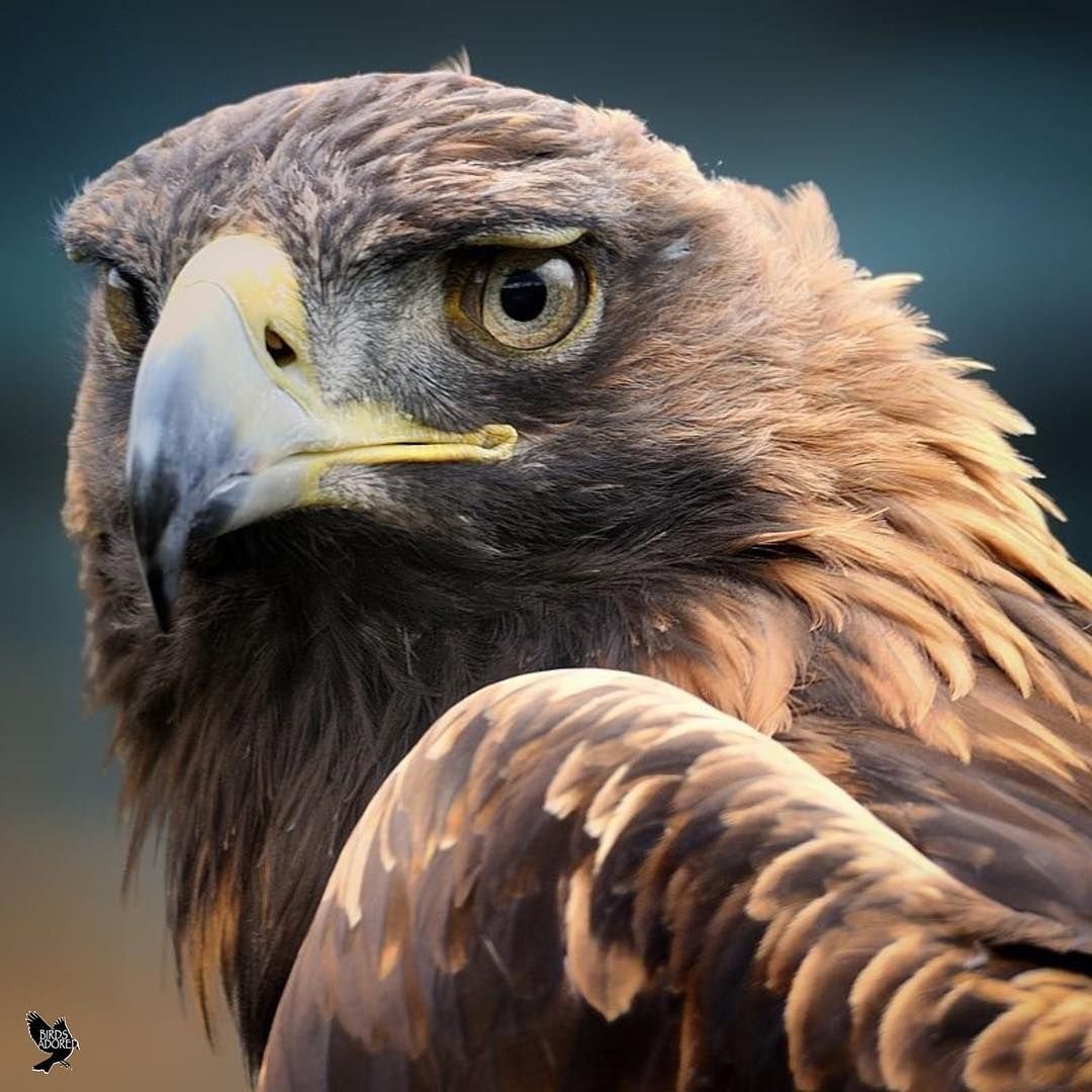 Орел Беркут