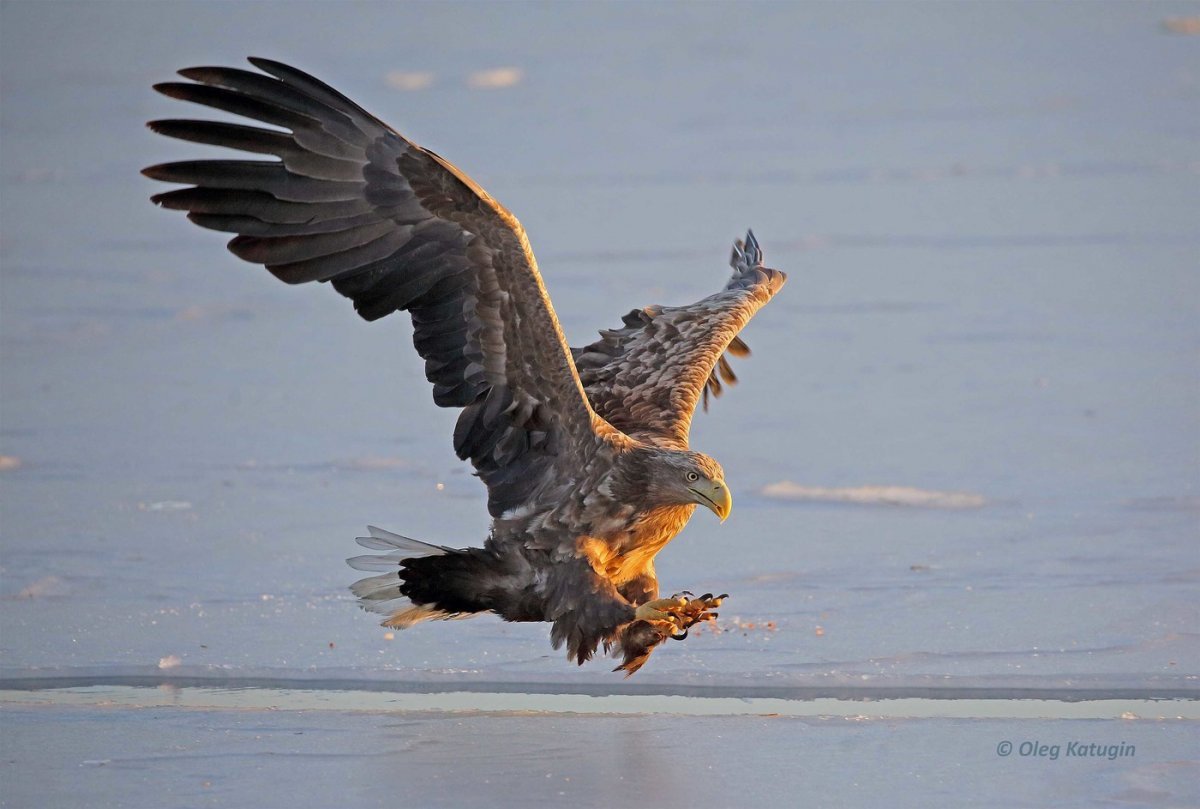 Череп Беркута