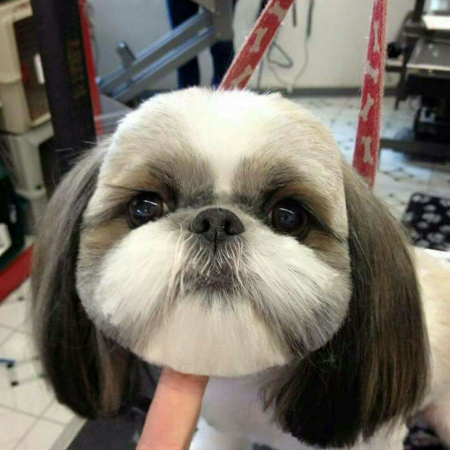 Ши тцу лысая