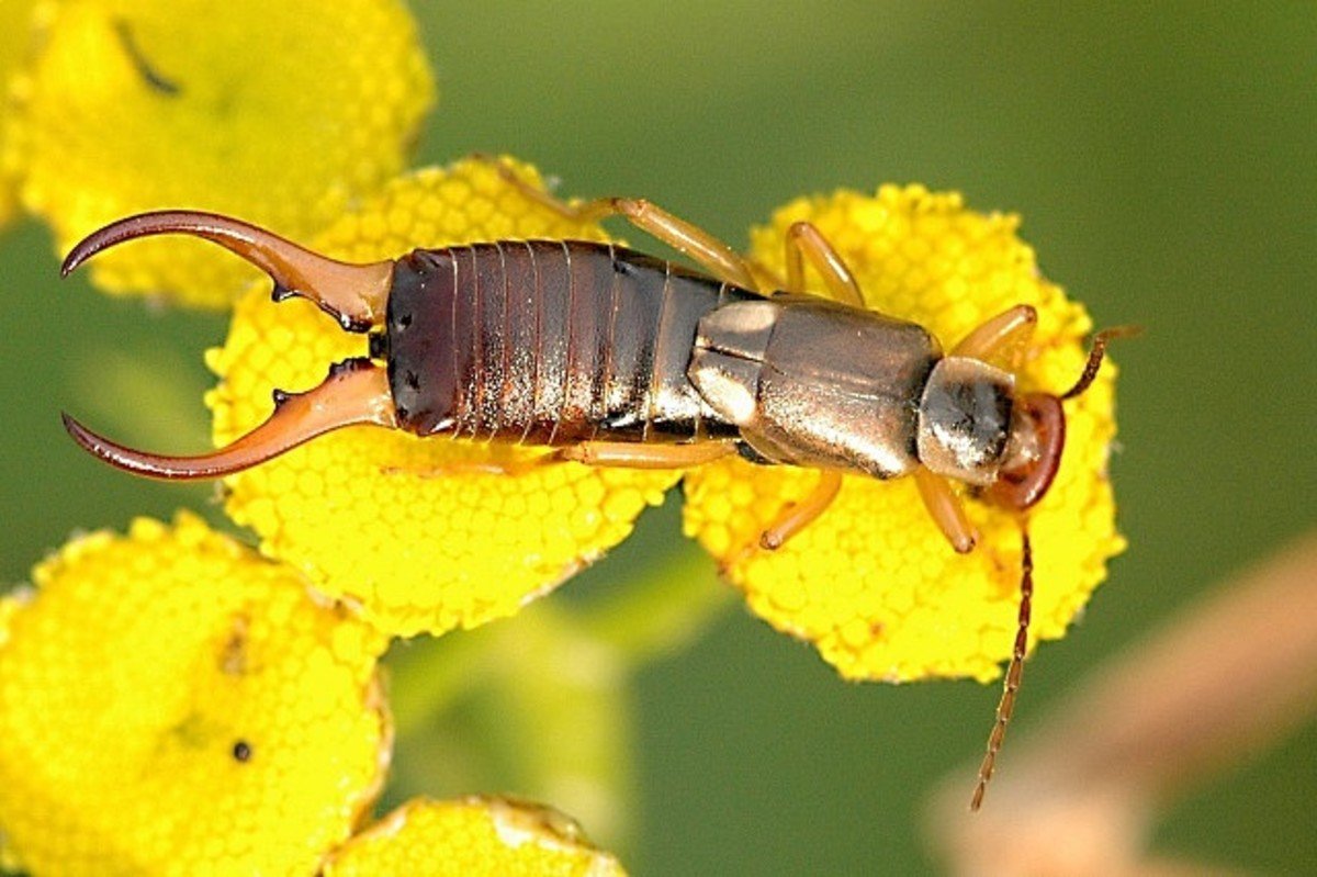 Lithobius forficatus