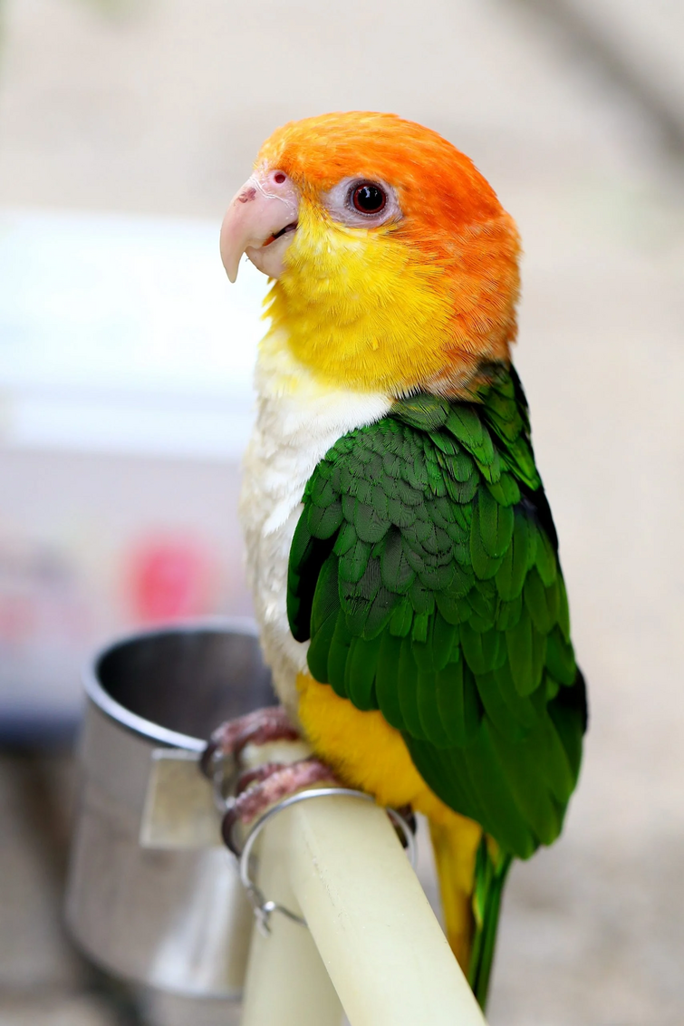 Белобрюхий каик