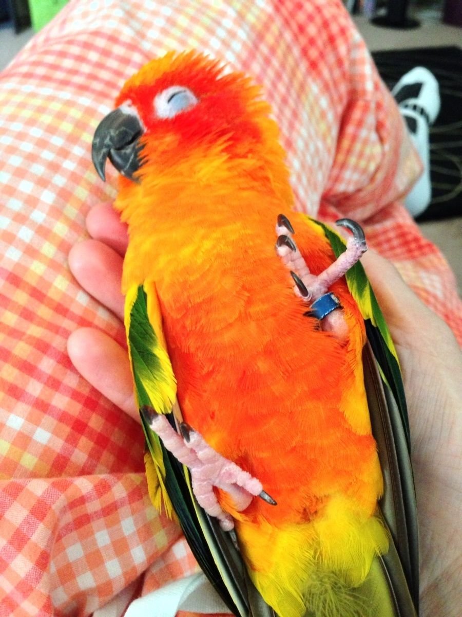 Мемные попугаи