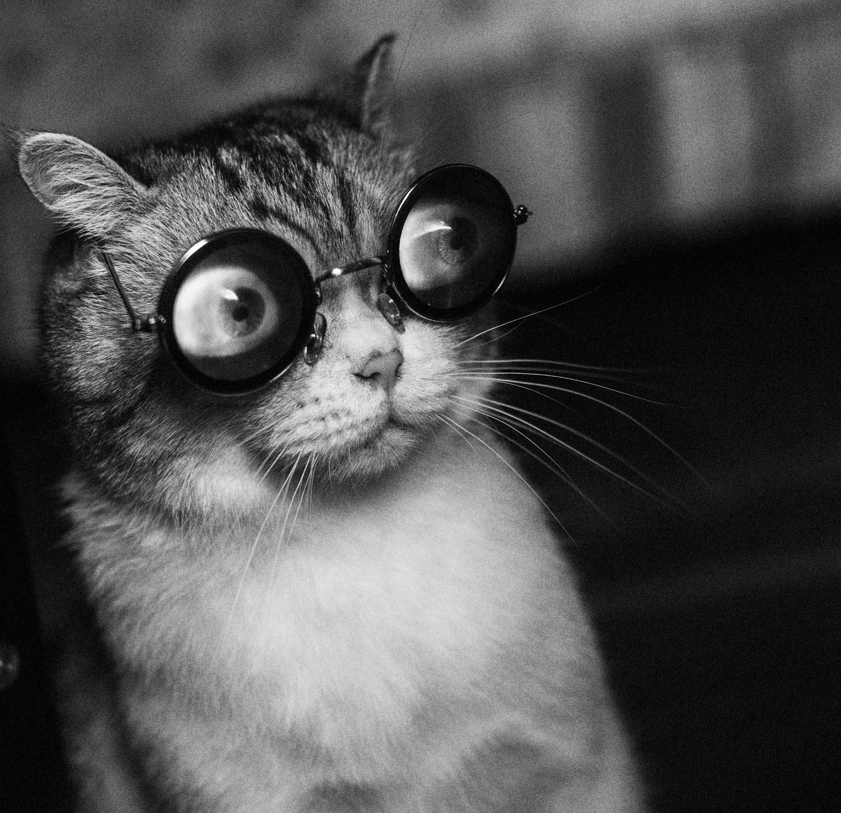 Смешные авы с котиками. Кот в очках. Кот с выпучимы глазами. Кот с выпуч ными глазами. Котик с очками.