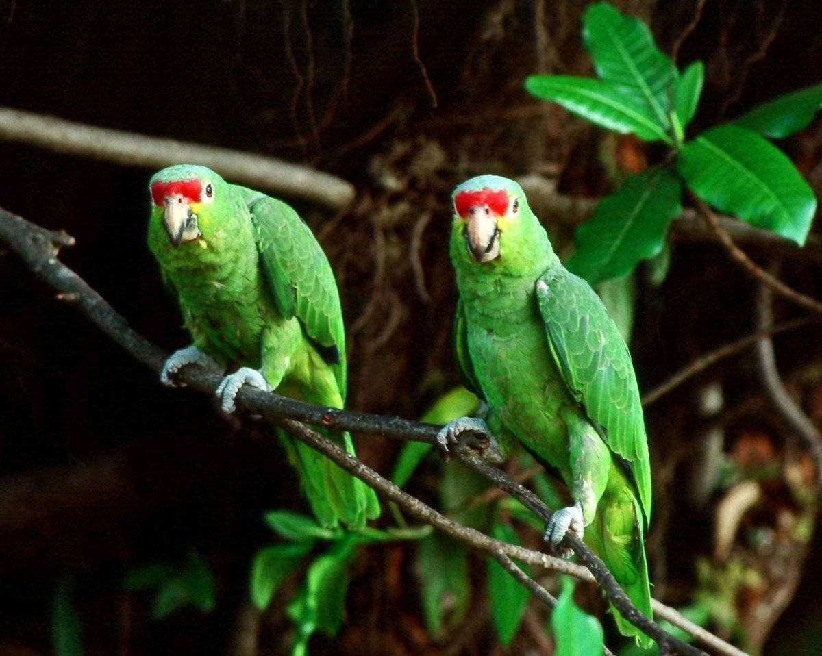 Алмазная мозаика попугаи неразлучники