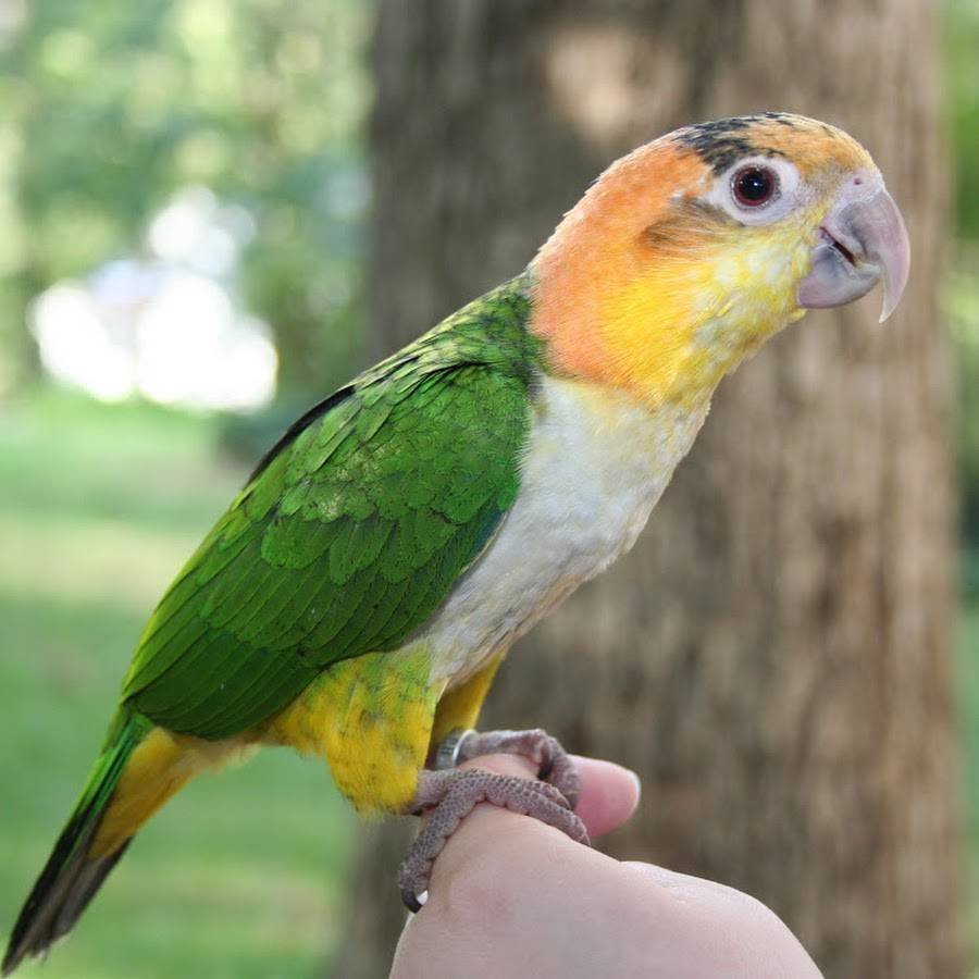 Попугай каик рыжеголовый
