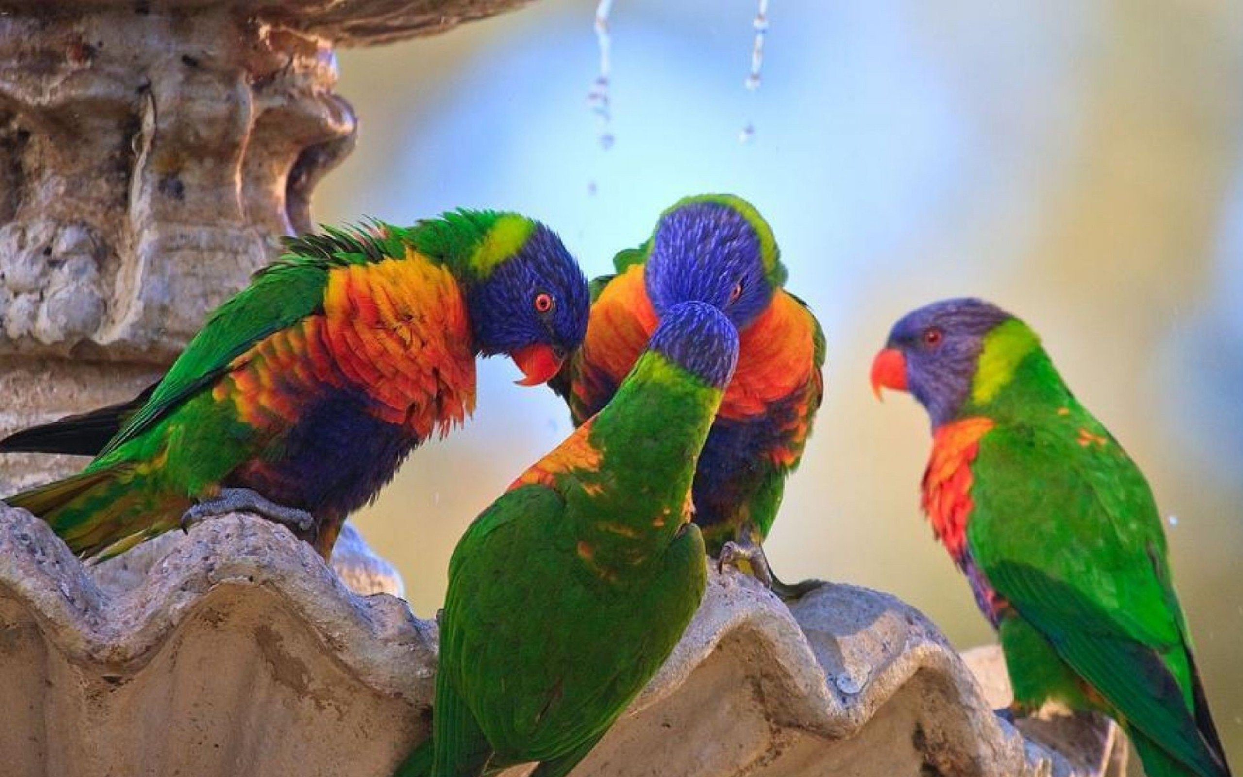 В зоопарке живут 5 видов попугаев. Лорикет попугай. Радужный лорикет. Многоцветный лорикет. Радужные попугаи неразлучники.