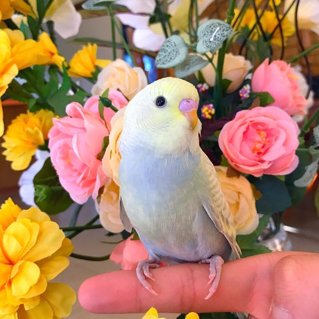 Попугай корелла кричит