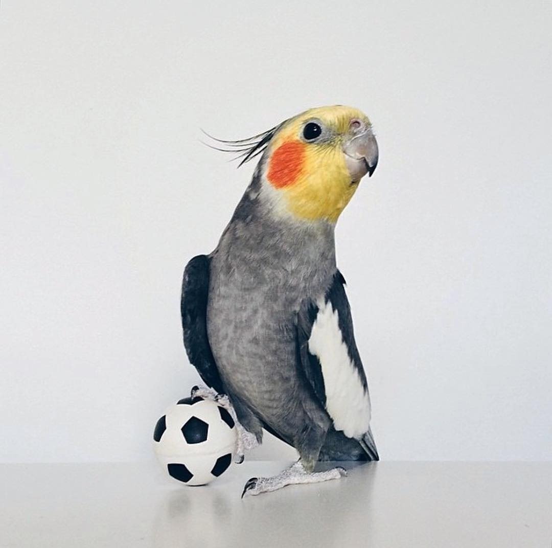 Каик попугай нарисованный