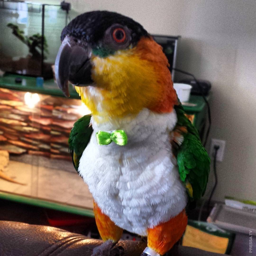 Яркий попугай