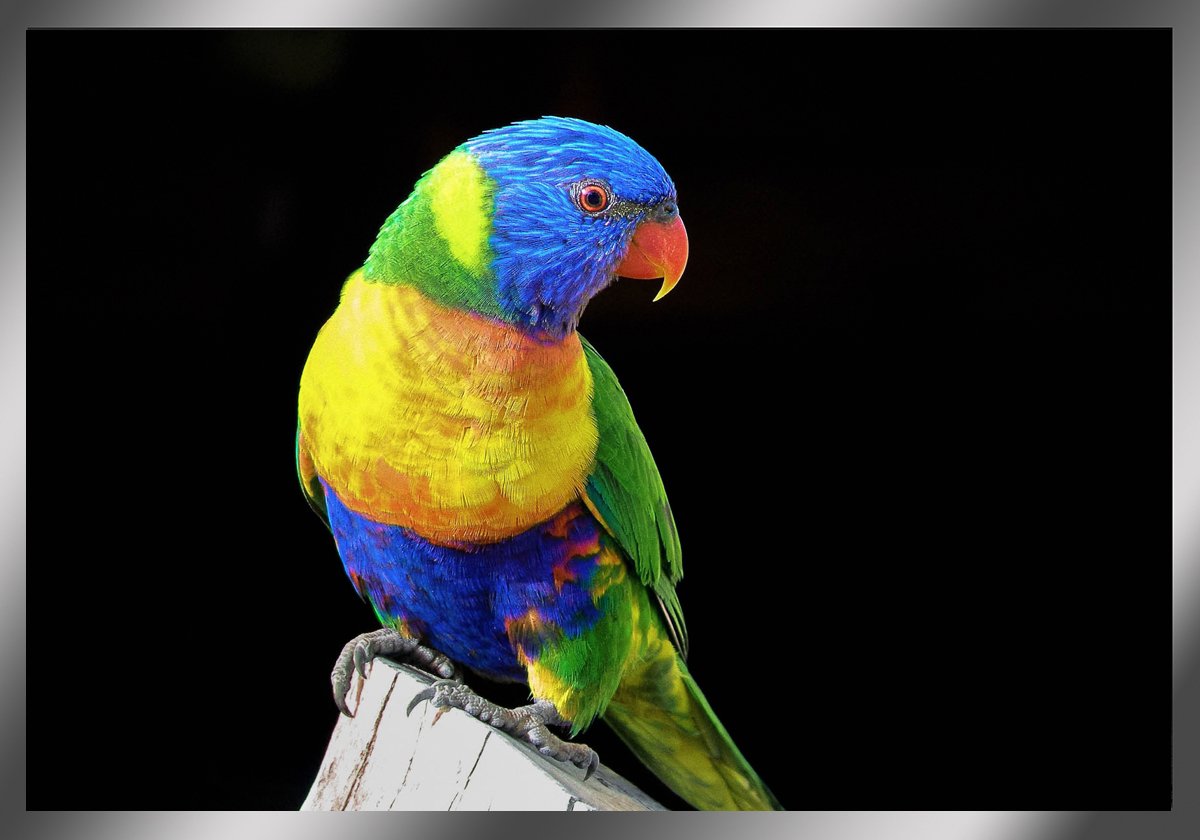 Попугай золотой аратинга