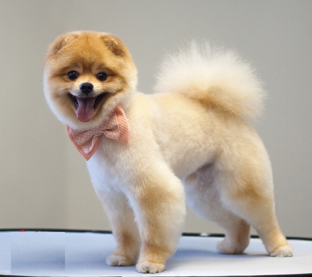 Карликовый померанский шпиц подстриженный