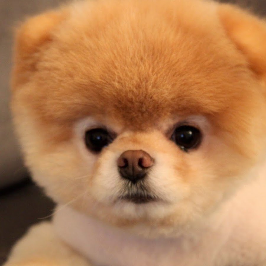 Померанский шпиц стриженный