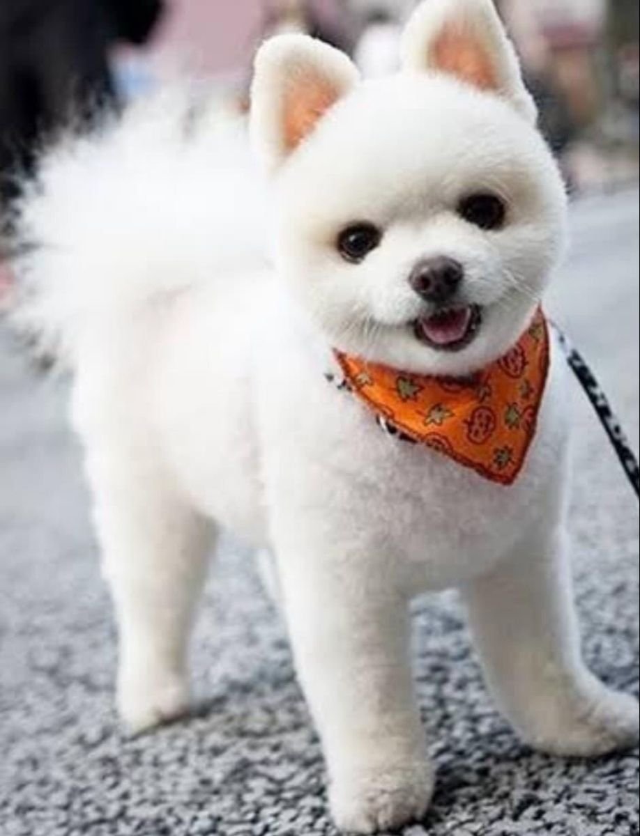 Шпиц померанский карликовый