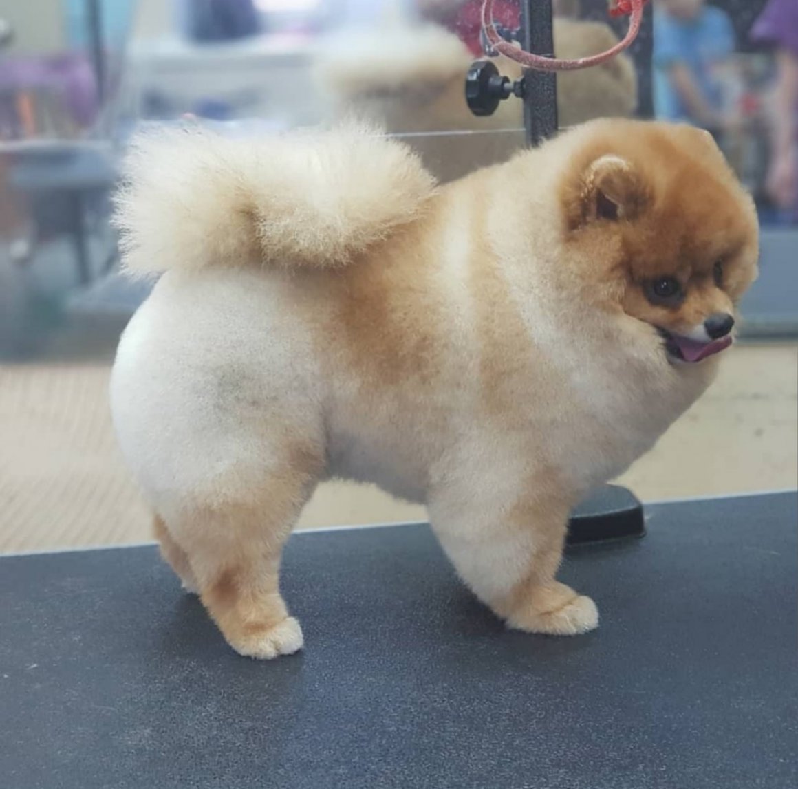 Грумминг померанского шпица