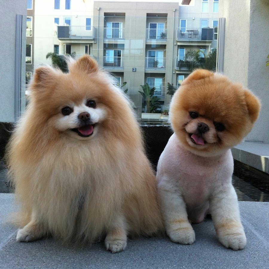 Шпиц подстриженный под мишку